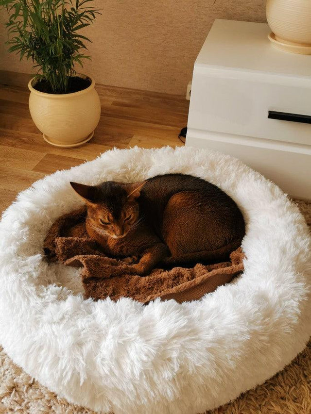Sweet Pet Bed - Item - BAI-DAY 